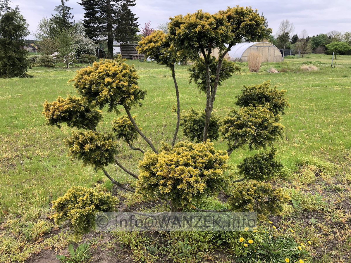 Taxus baccata Summergold - Bonsai.jpg